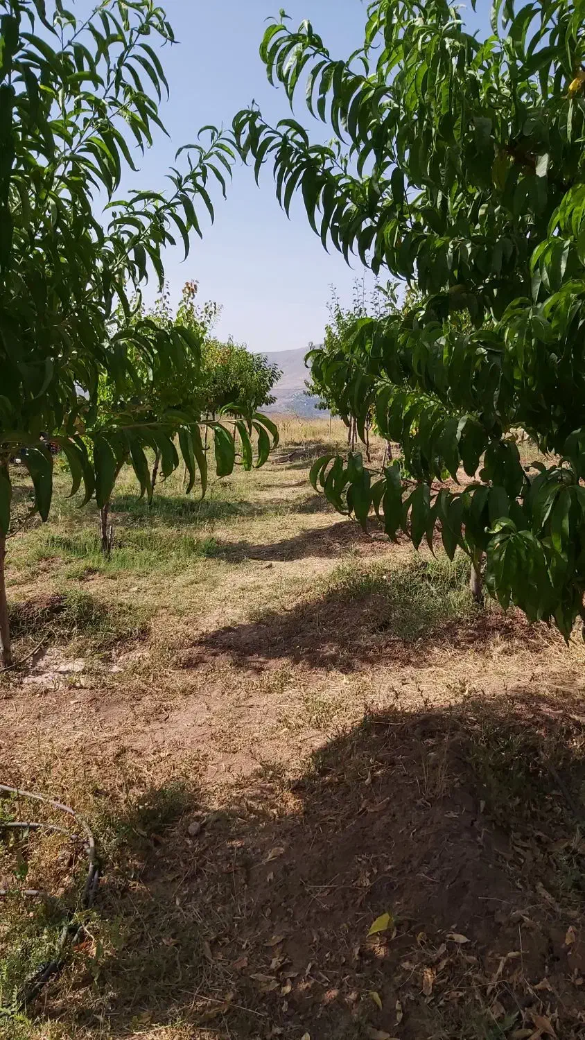 فروش باغ در طالقان،تهاتر با آپارتمان در کرج،خودرو|فروش زمین و ملک کلنگی|طالقان, |دیوار