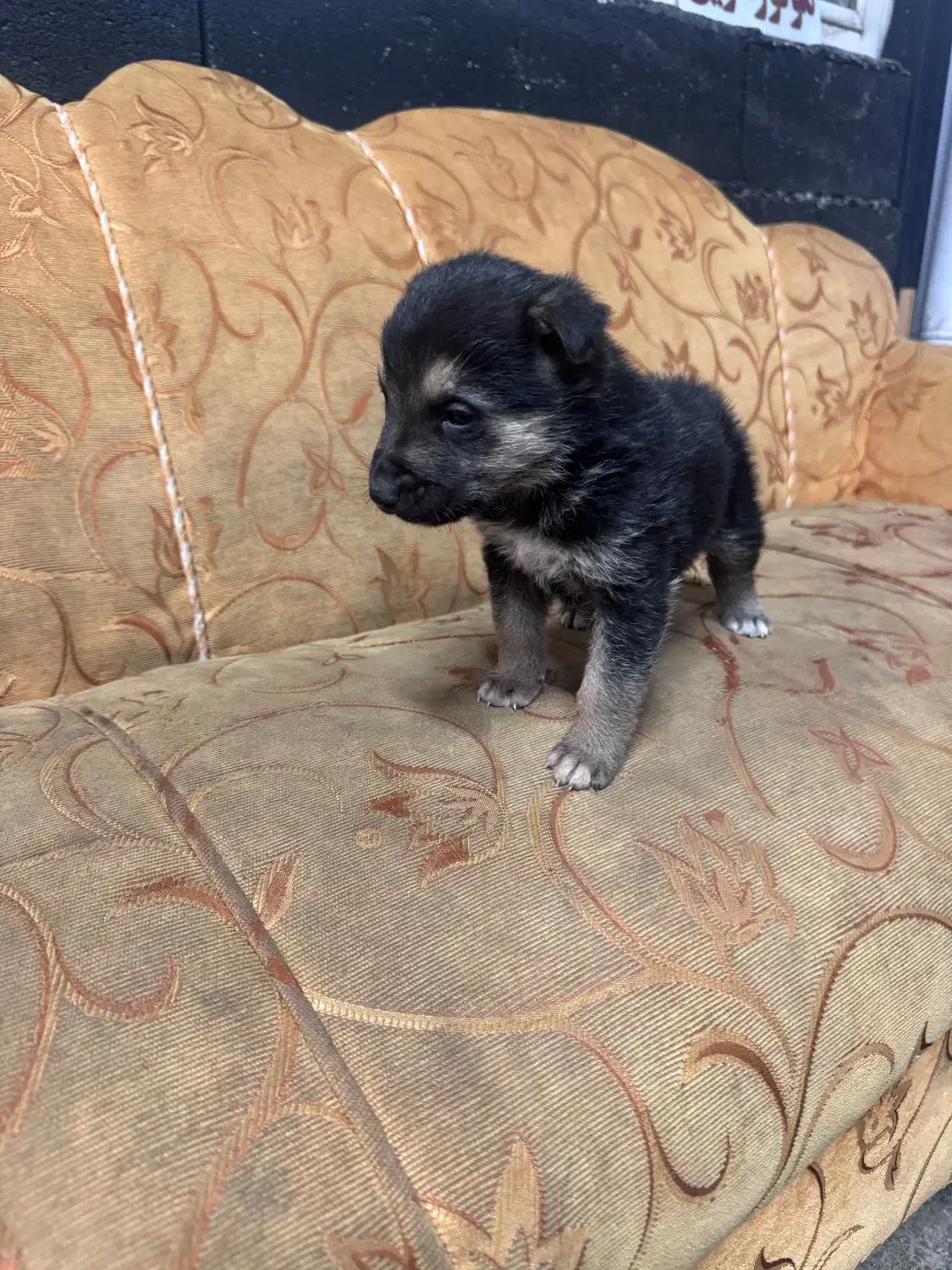 واگذاری ژرمن اصیل|سگ|تبریز, |دیوار