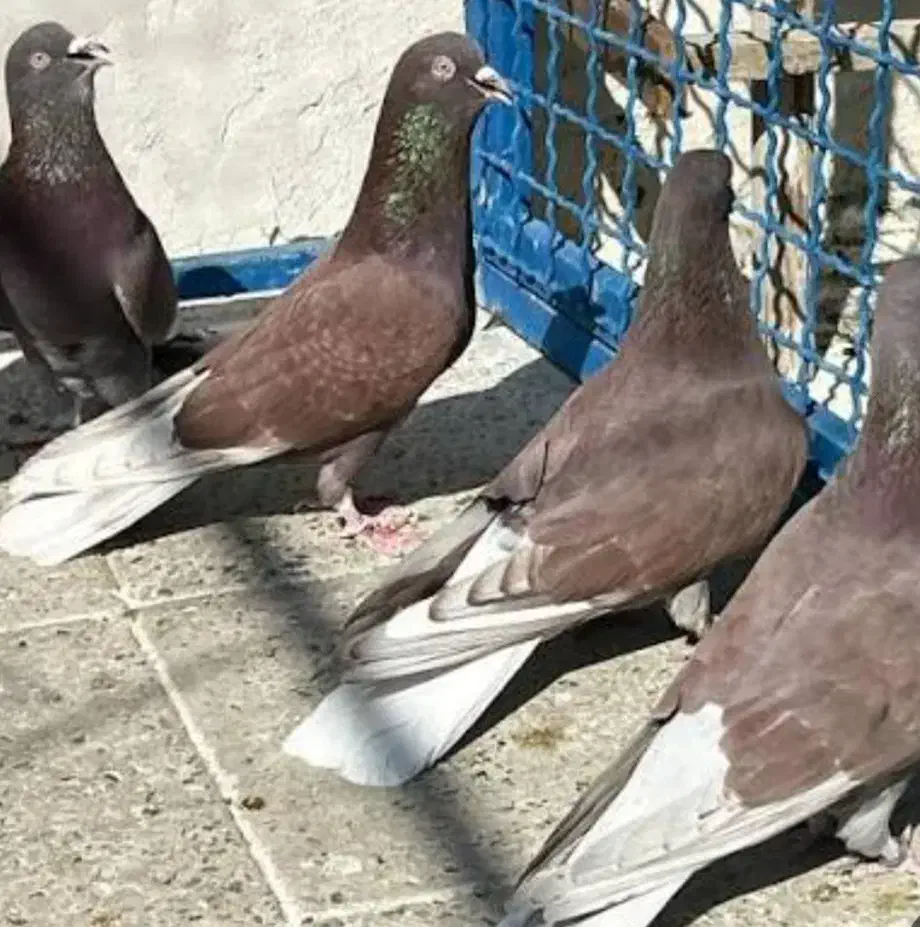 کاشانی|پرنده|خرمشهر, |دیوار