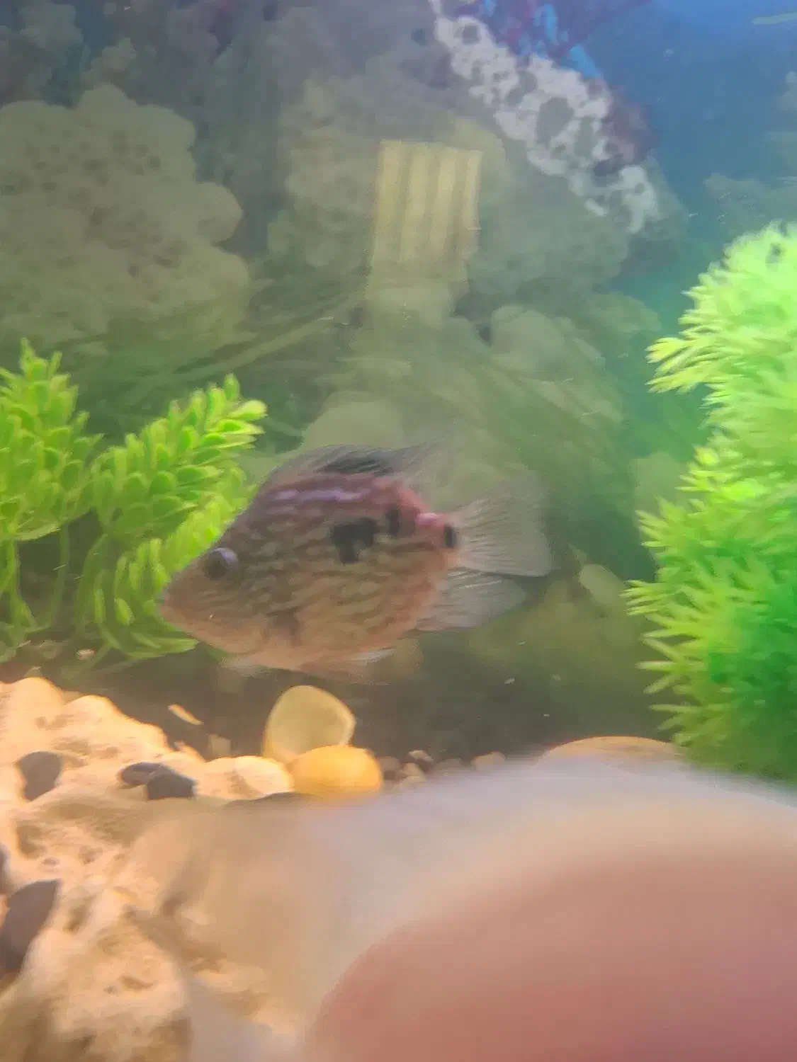 ماهی گوشت خوار|ماهی|خرمآباد, |دیوار