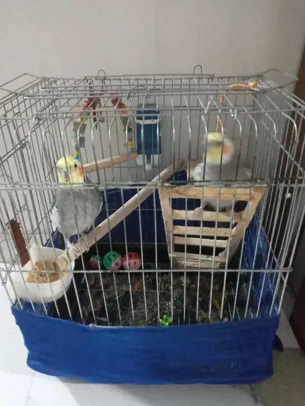 عروس هلندی|پرنده|پاکدشت, حصار امیر|دیوار