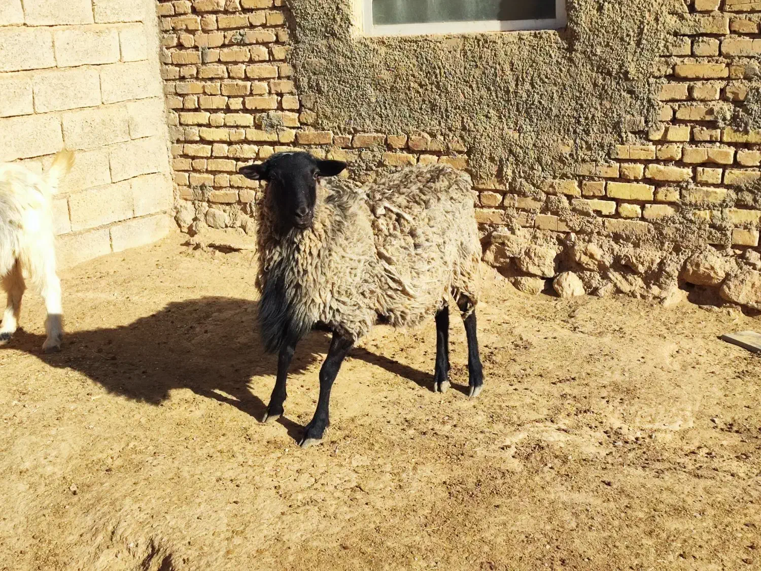 شیشک قوچ رومانوف اصل بذری|حیوانات مزرعه|بختگان, |دیوار