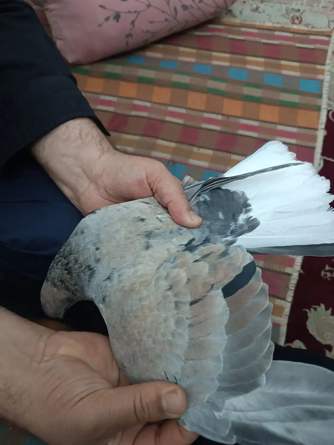 سرور دمسفید|پرنده|شاهرود, |دیوار