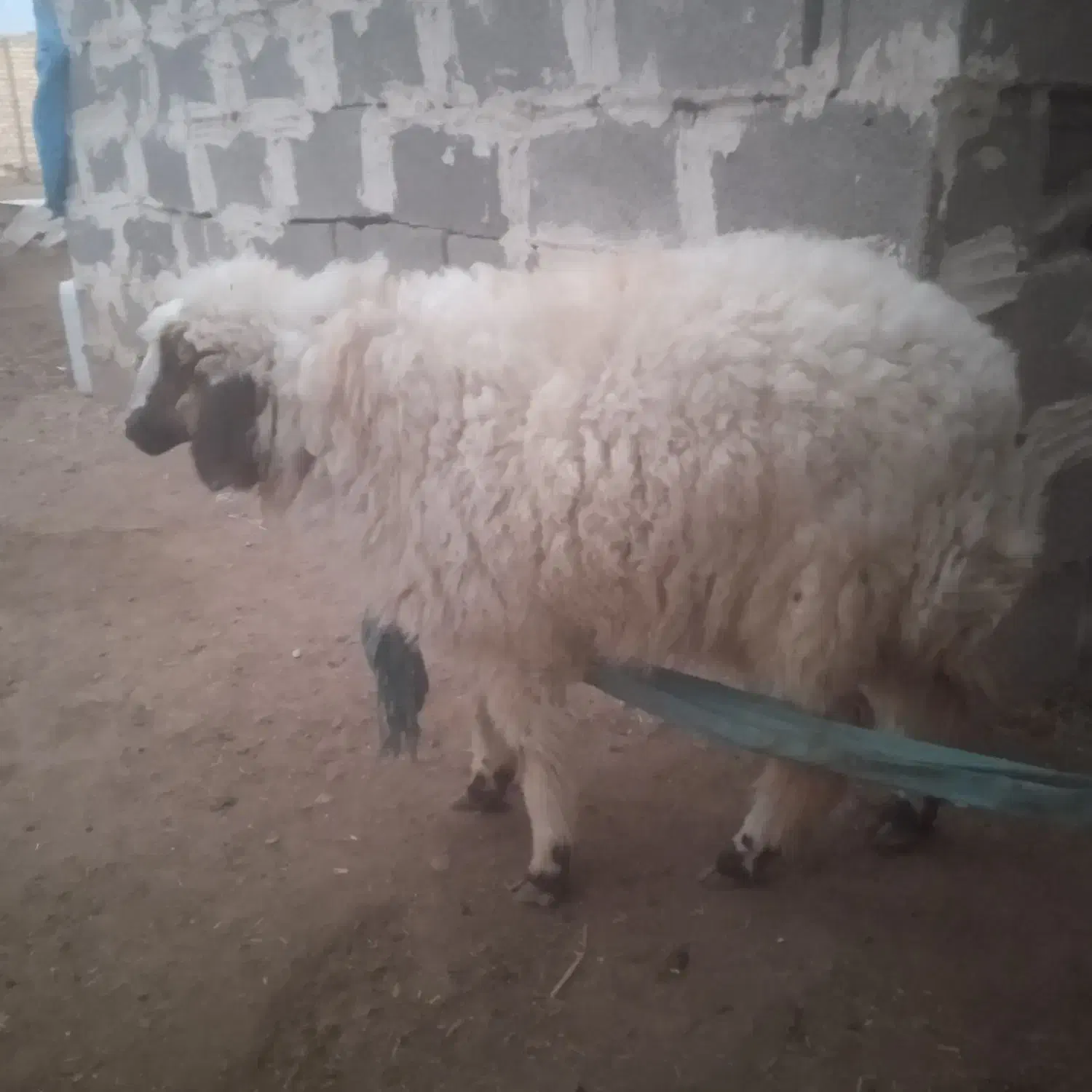 فروش بره|حیوانات مزرعه|اهواز, اهواز|دیوار