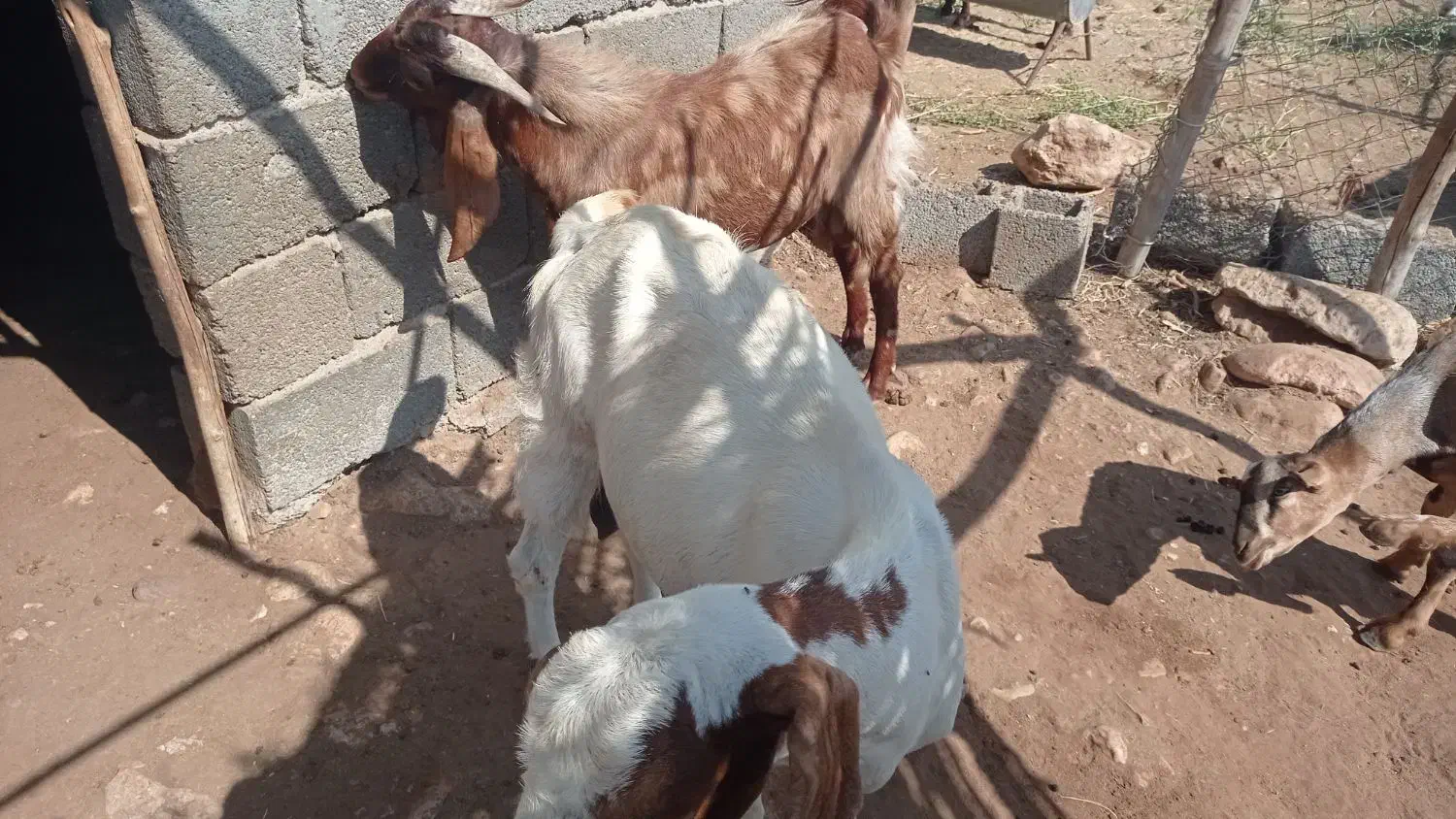 بز پاکستانی|حیوانات مزرعه|فین, |دیوار