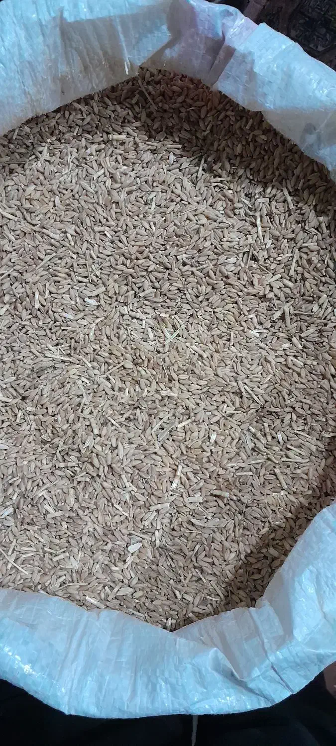 گندم دیمه قرمز مناسب بذر درشت وبدون شکسته|خوردنی و آشامیدنی|فریمان, |دیوار