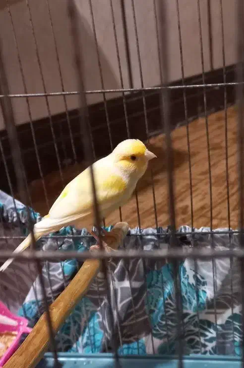 قناری رسمی|پرنده|خرمشهر, |دیوار