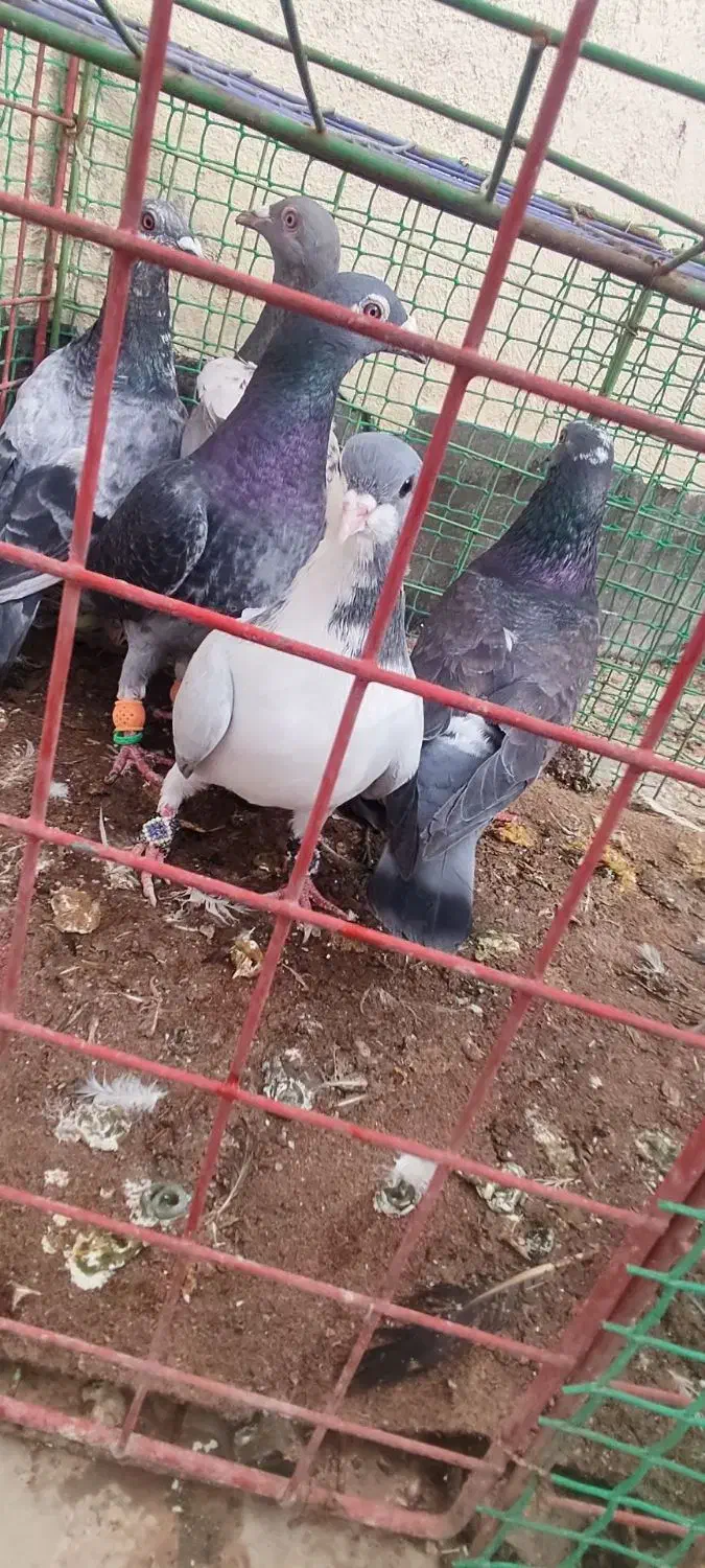 کبوتر پرشی|پرنده|فیروزه, |دیوار