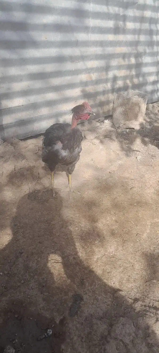 جوجه مرغ واکسن خورده کوچیک وبزرگ|حیوانات مزرعه|فریمان, |دیوار