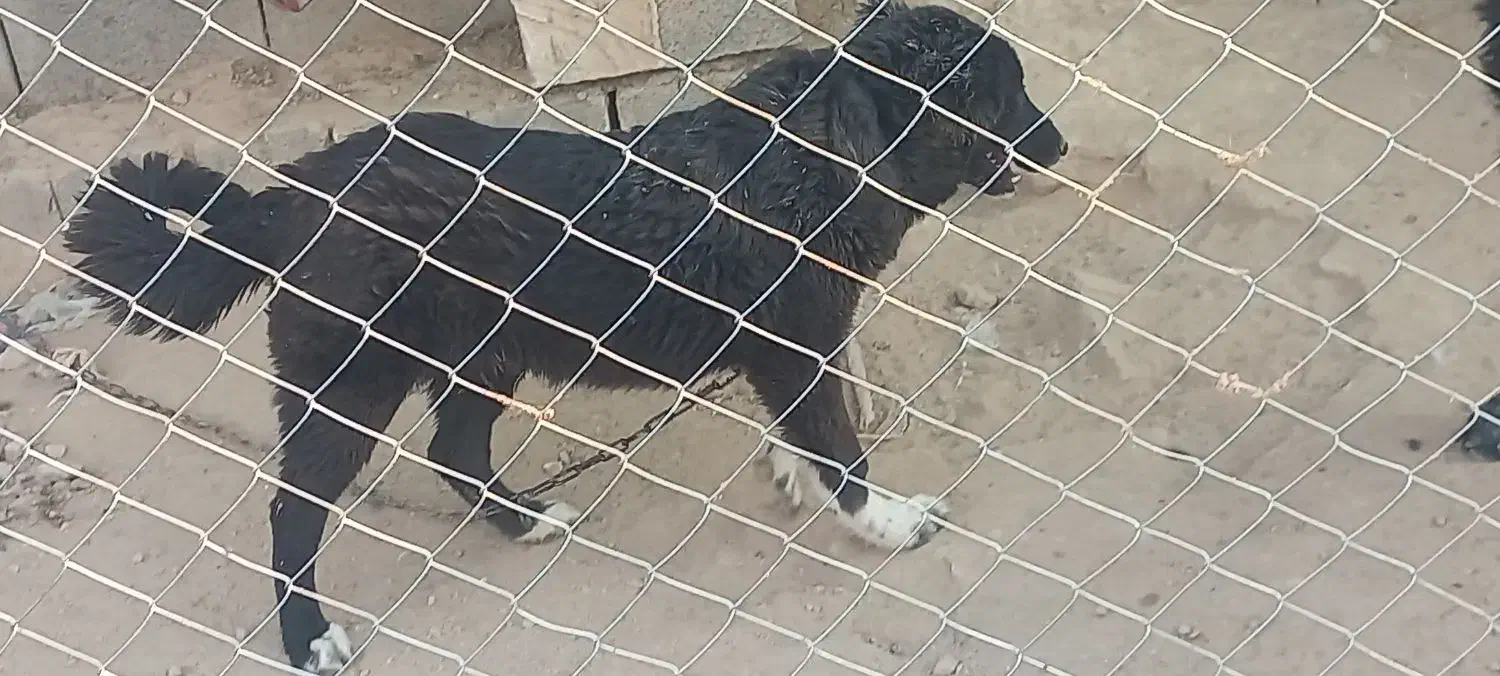 توله قدرجونی ماده|سگ|شوشتر, |دیوار