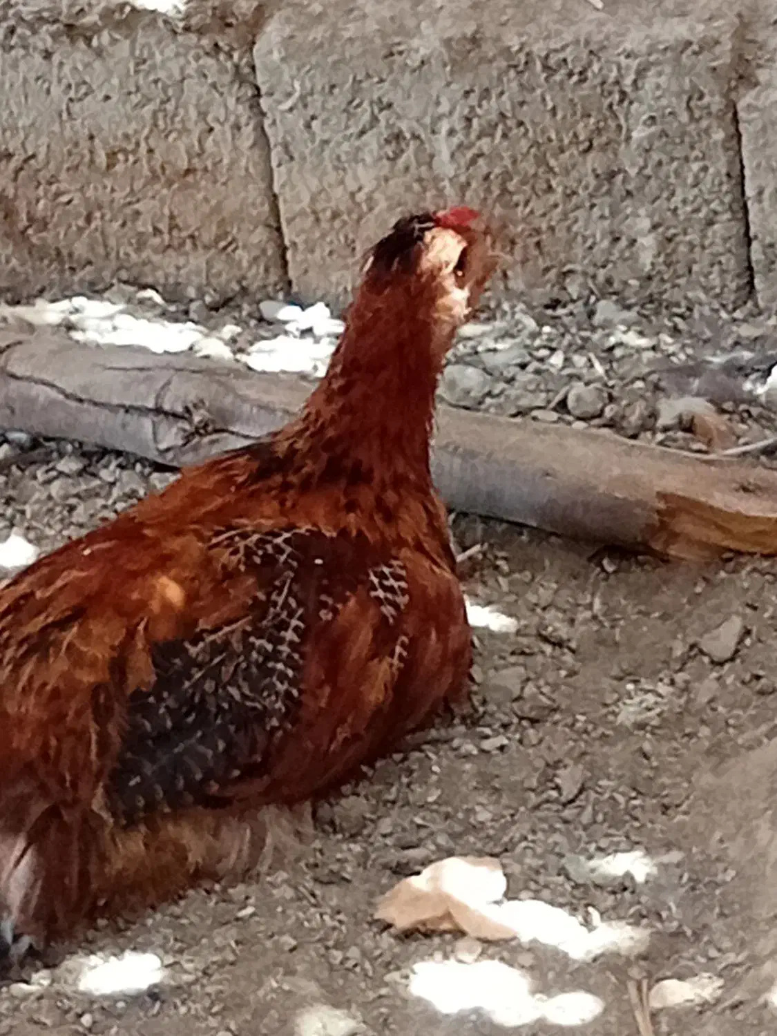 فروش‌ مرغ‌ وجوجه‌ ازمرغ‌ محلی‌ تامرغ‌ مرندی..جوجه‌|حیوانات مزرعه|اسماعیلی, |دیوار