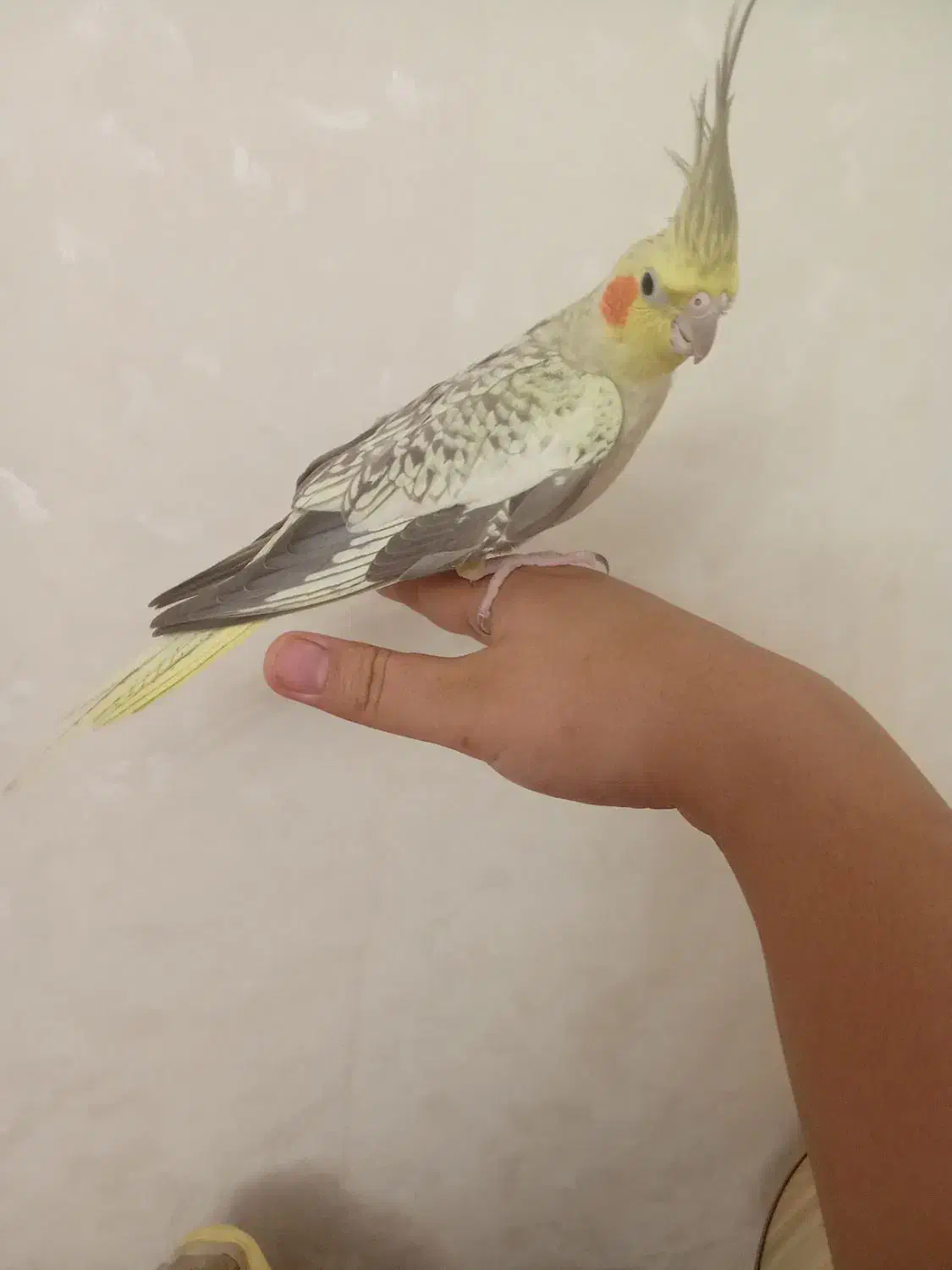 عروس هلندی|پرنده|قدس, شهرقدس|دیوار