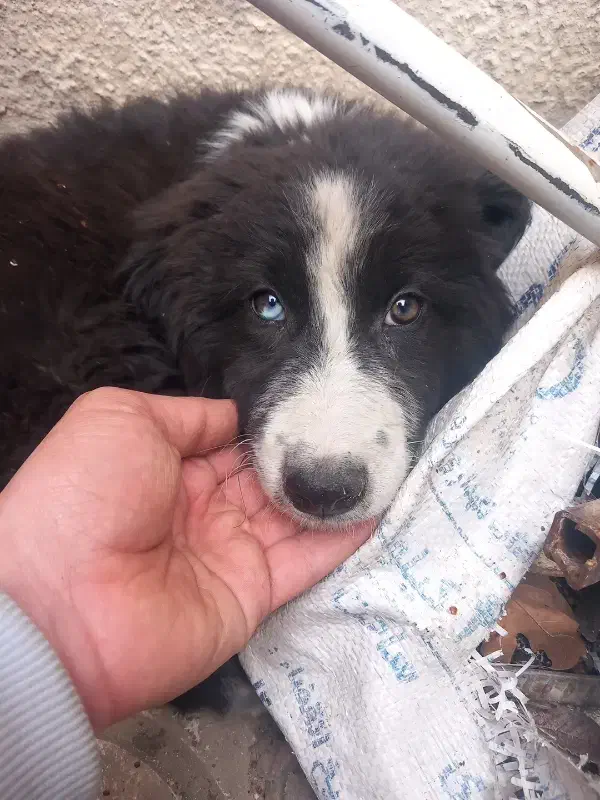 سگ واگزاری|سگ|سنندج, |دیوار