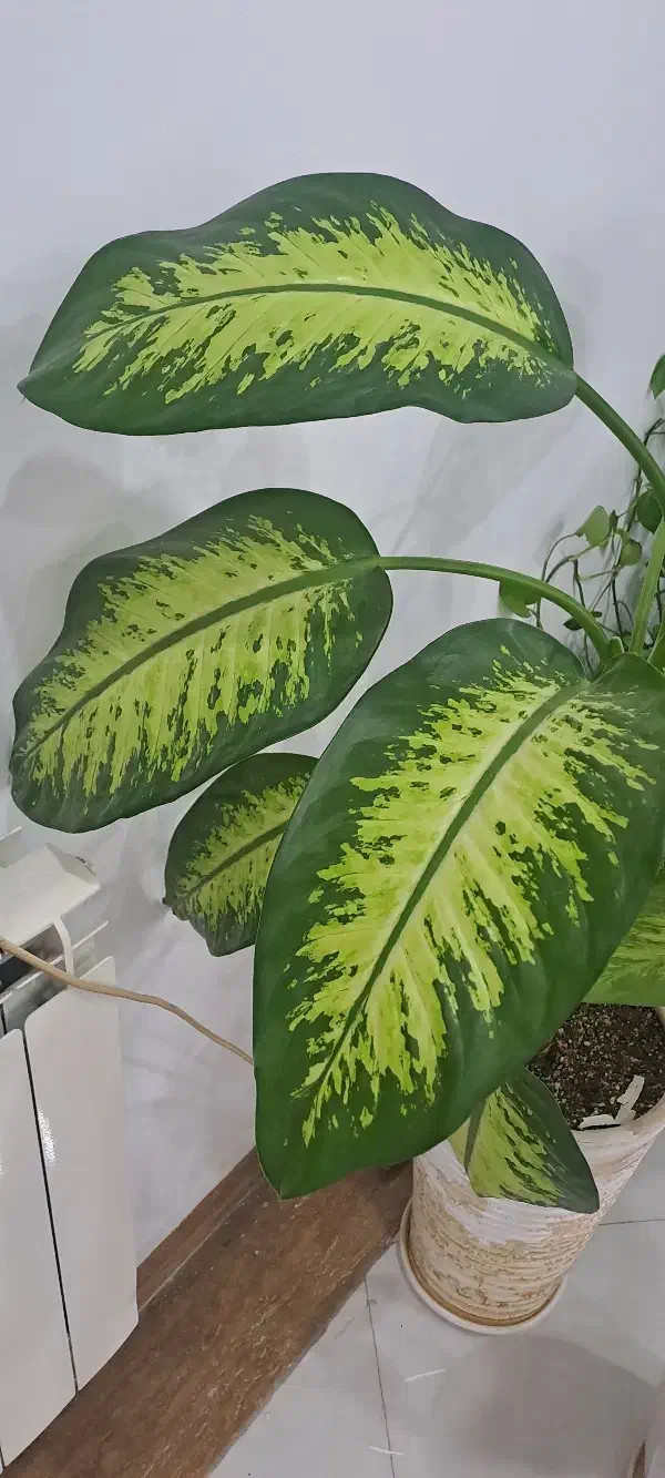 گلدان و گل دیفن باخیا سالم و برگهای سبز|گل و گیاه طبیعی|ورامین, ورامین|دیوار