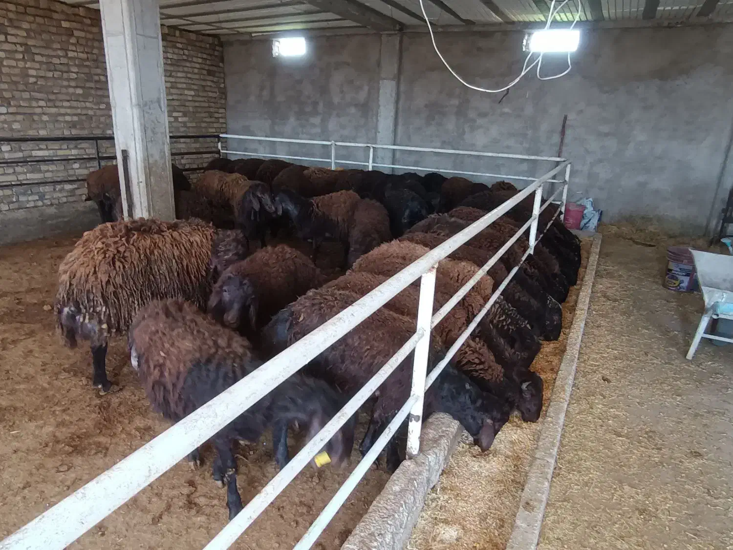 فروش  دامداری صنعتی گوسفند داشتی 200راسی|فروش دفتر صنعتی، کشاورزی، تجاری|زنجان, |دیوار