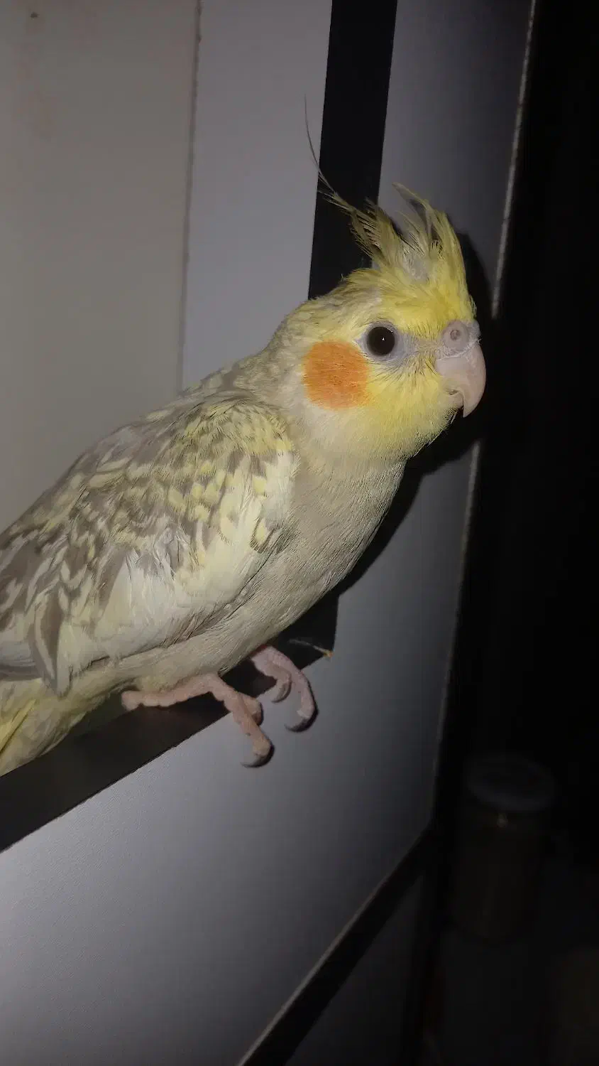 عروس هلندی|پرنده|دزفول, |دیوار