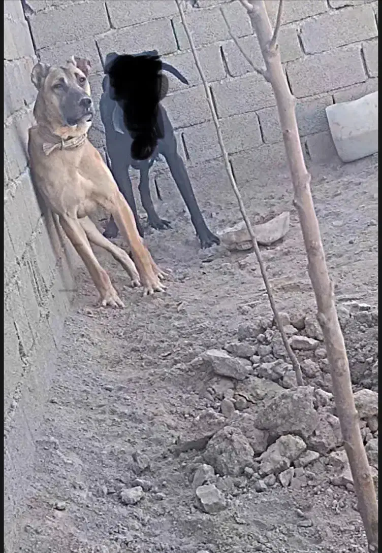 سگ سرابی توله ۹ماهه|سگ|شهریار, اصیل آباد|دیوار