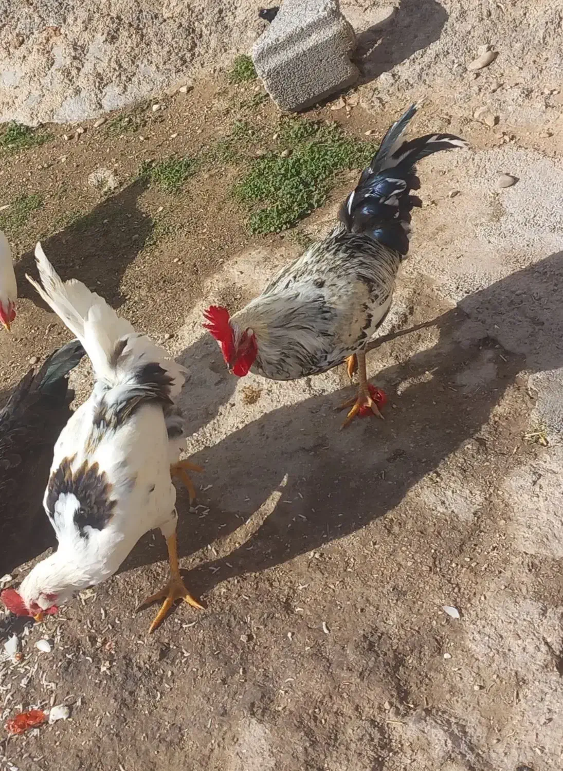 خروس|حیوانات مزرعه|سرپل ذهاب, |دیوار