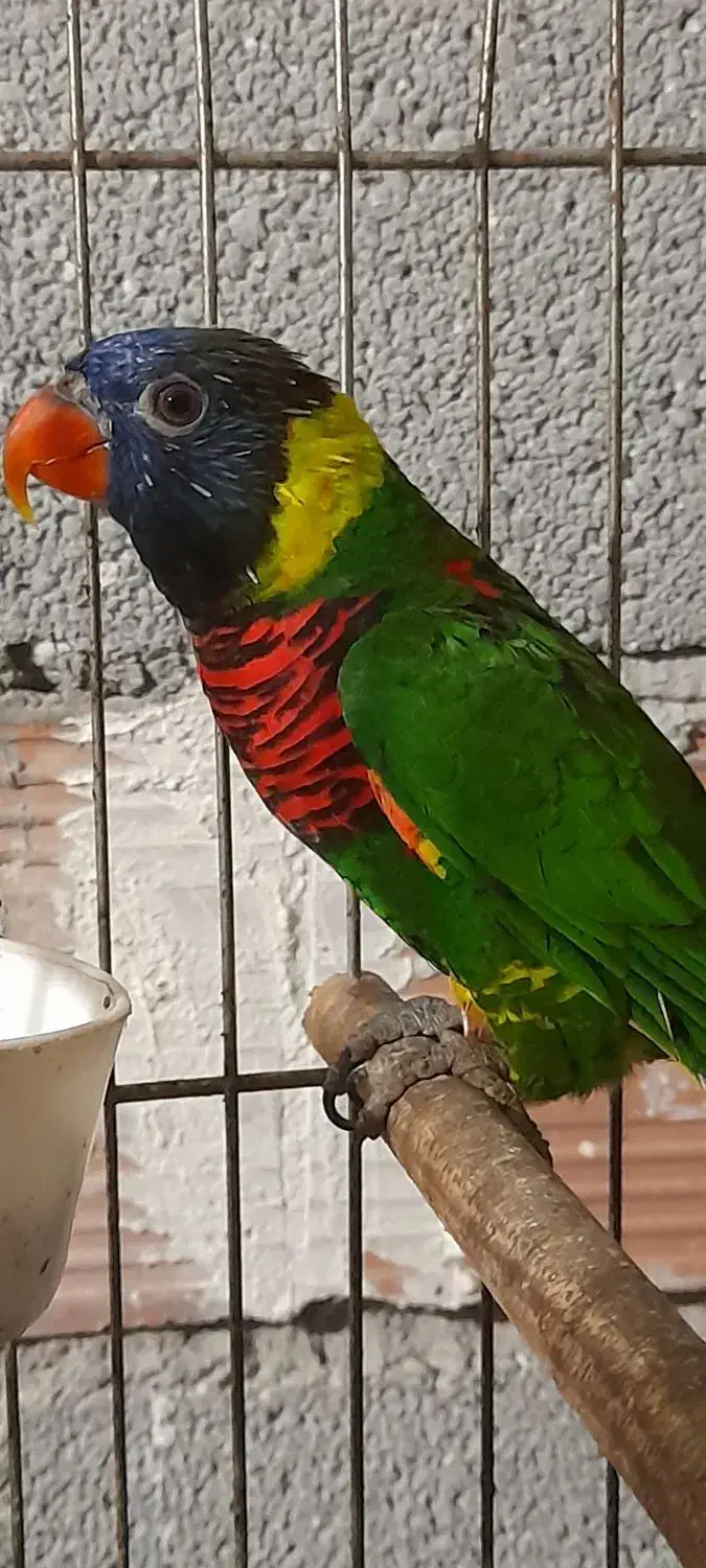 طوطی لری نر|پرنده|سلمان‌شهر, |دیوار