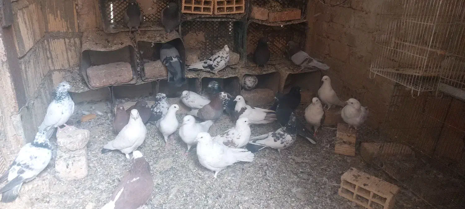 کفتر پرشی نیاز به تعریف نداره|پرنده|رباطکریم, شترخوار|دیوار