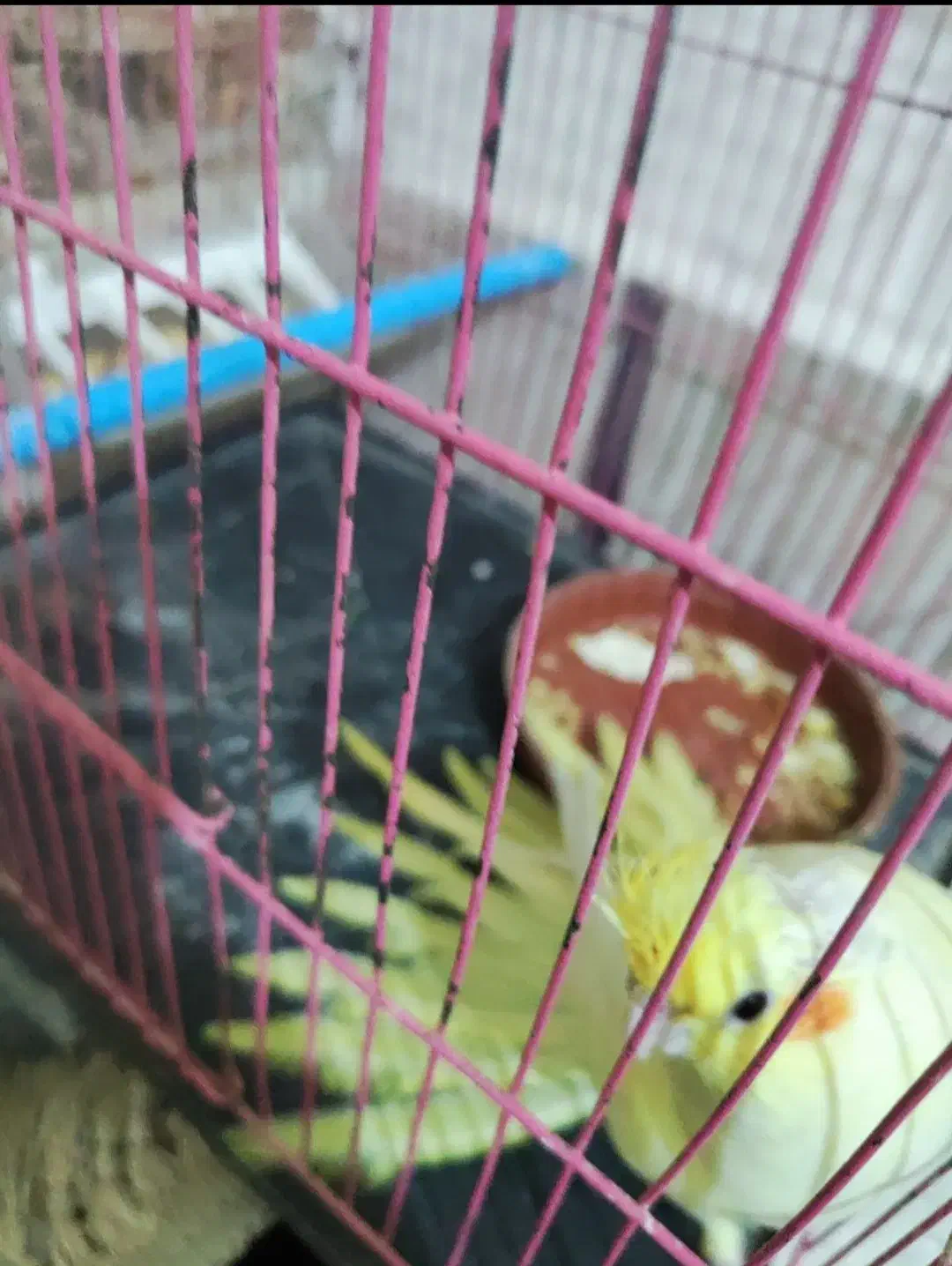 طوطی عروس هلندی|پرنده|فردوسیه, |دیوار