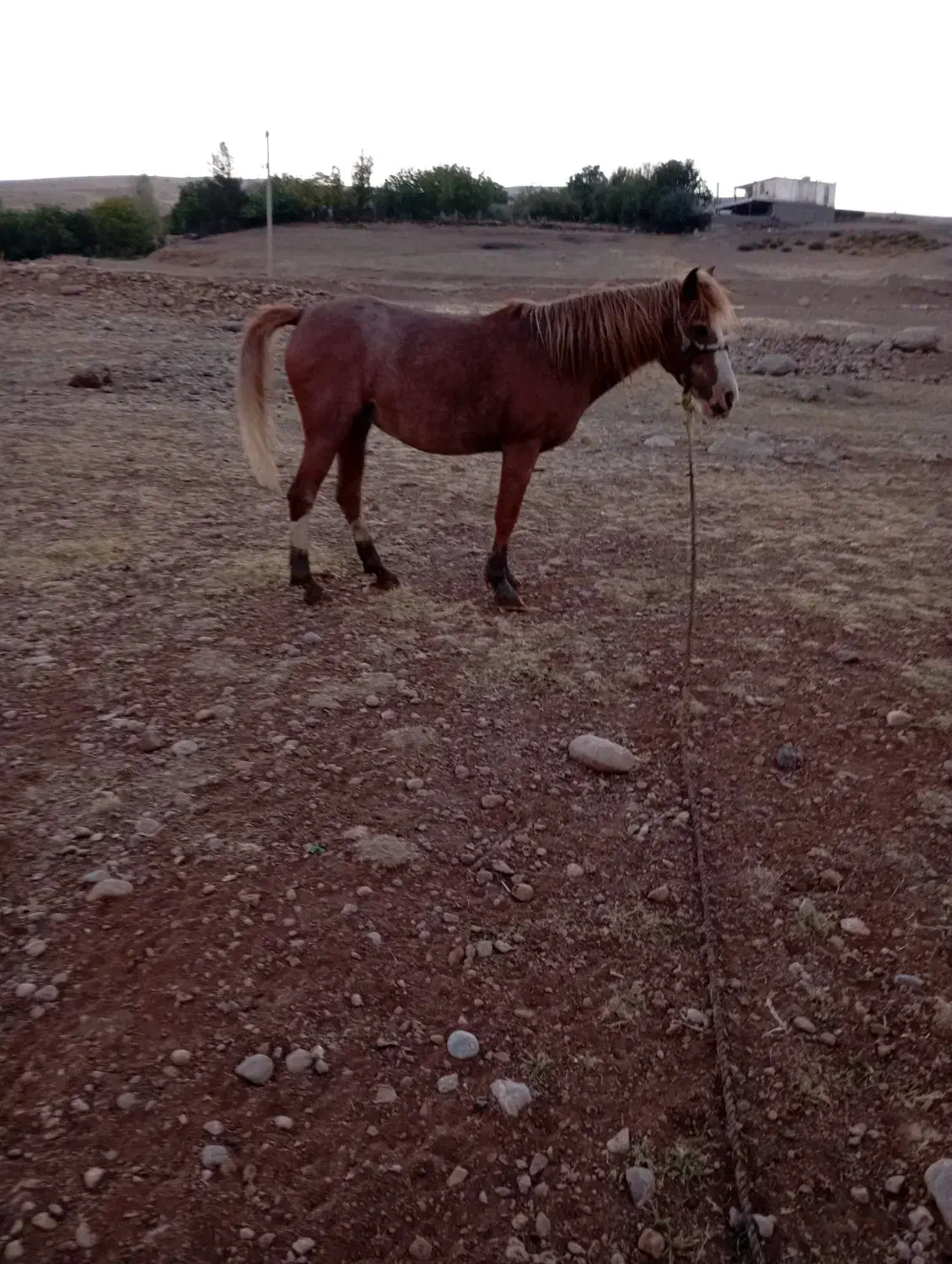 مادیان45|اسب و تجهیزات اسبسواری|الشتر, |دیوار