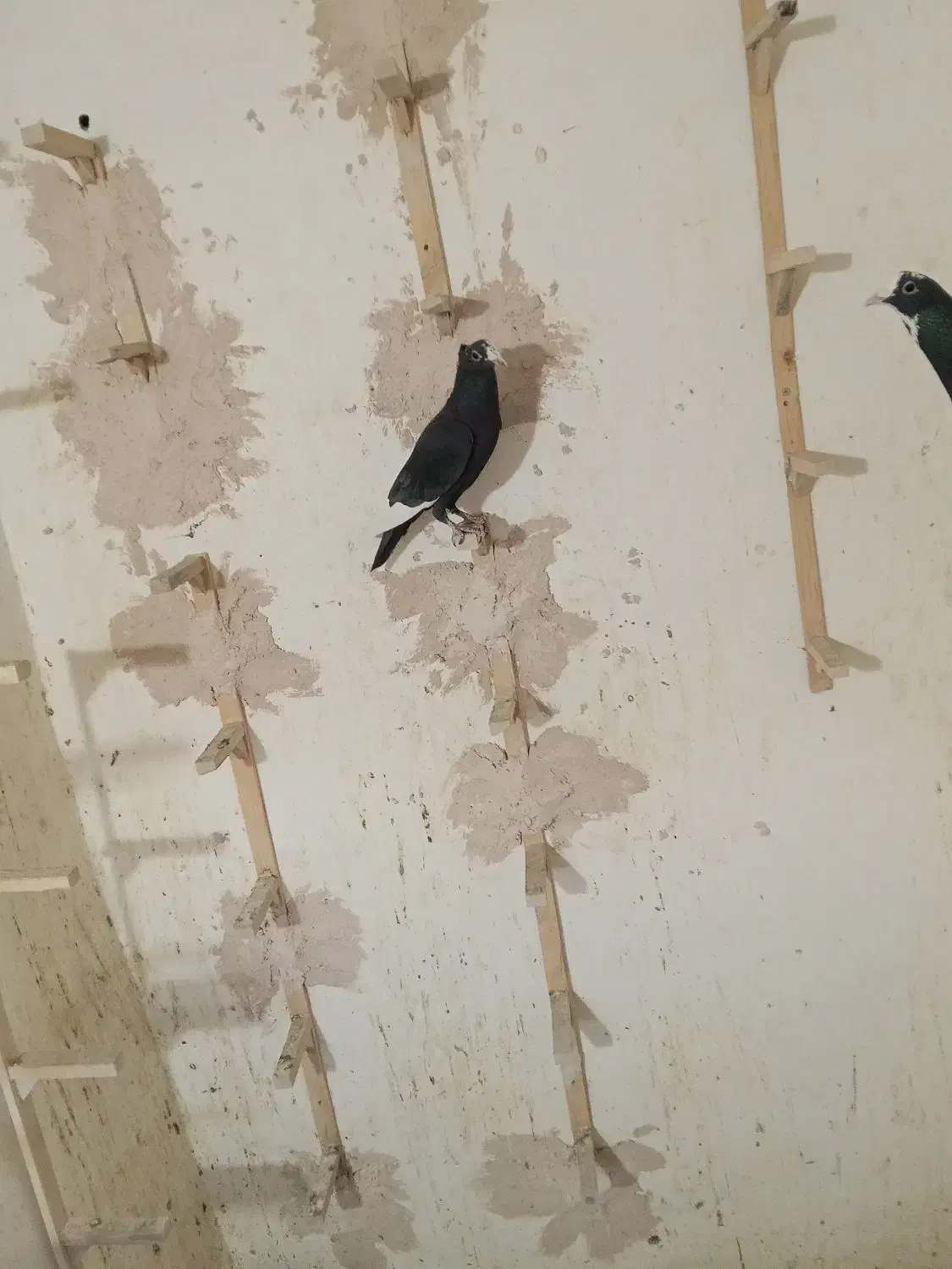 دوعدد نر پلنگ کفتر سوراخ|پرنده|ماهان, |دیوار