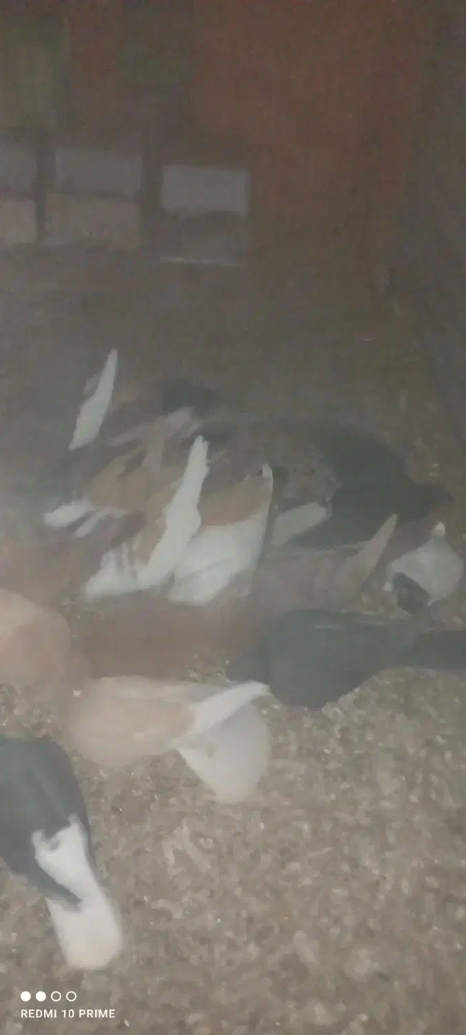 کبوتر|پرنده|کرمان, |دیوار