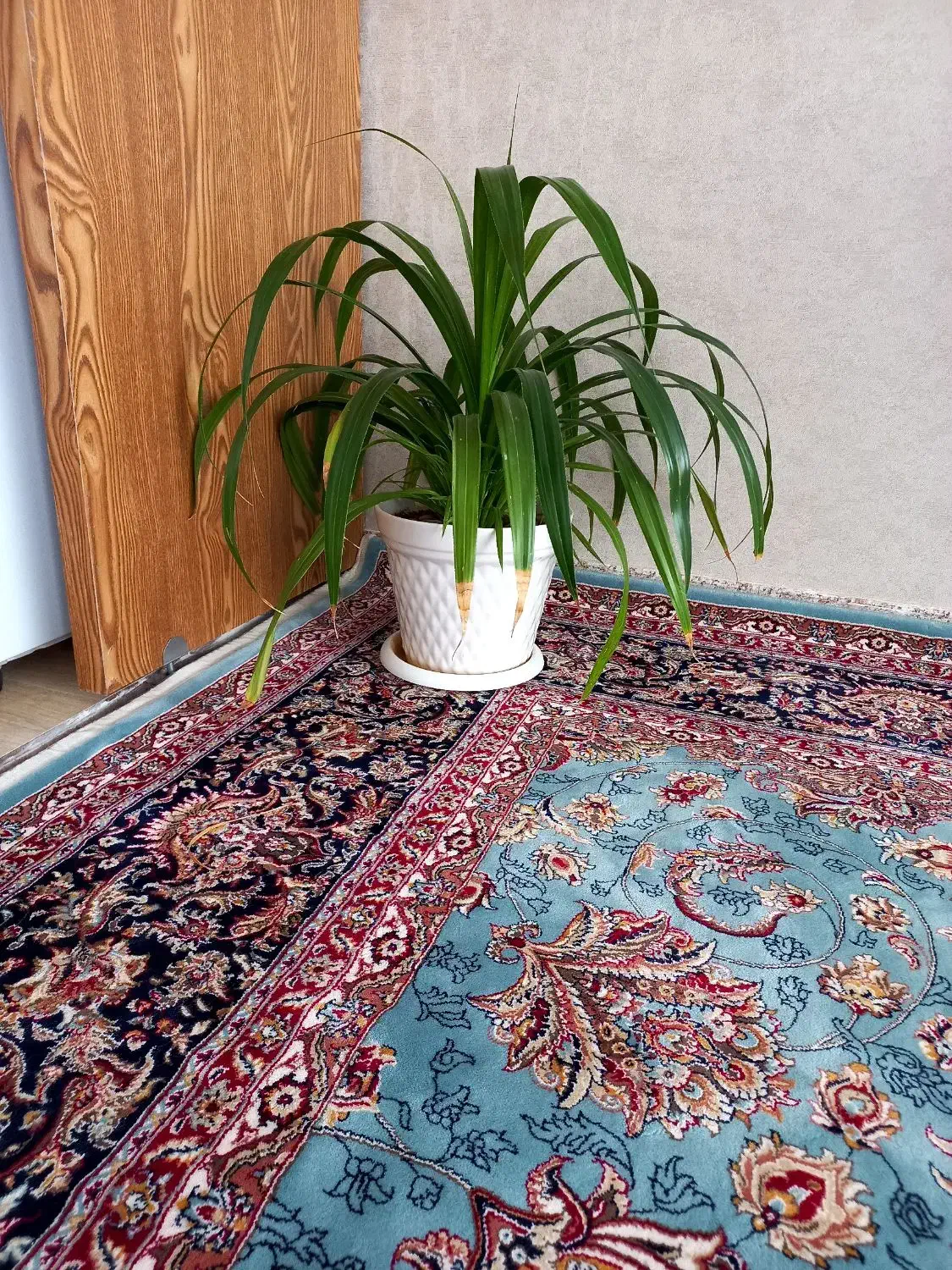 گل طبیعی بزرگ|گل و گیاه طبیعی|سبزوار, باهنر|دیوار