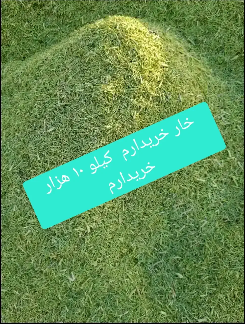 خار به عکس توجه کن|حیوانات مزرعه|صابری, |دیوار