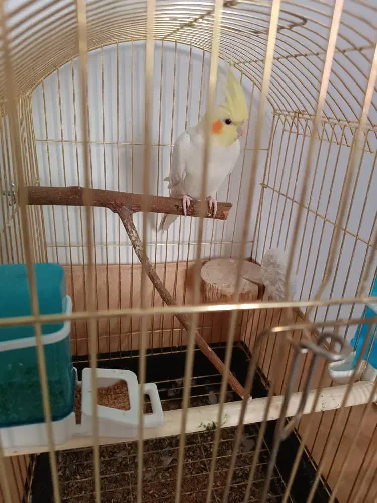 پرنده عروس هلندی|پرنده|دماوند, مسکن مهر گیلاوند|دیوار