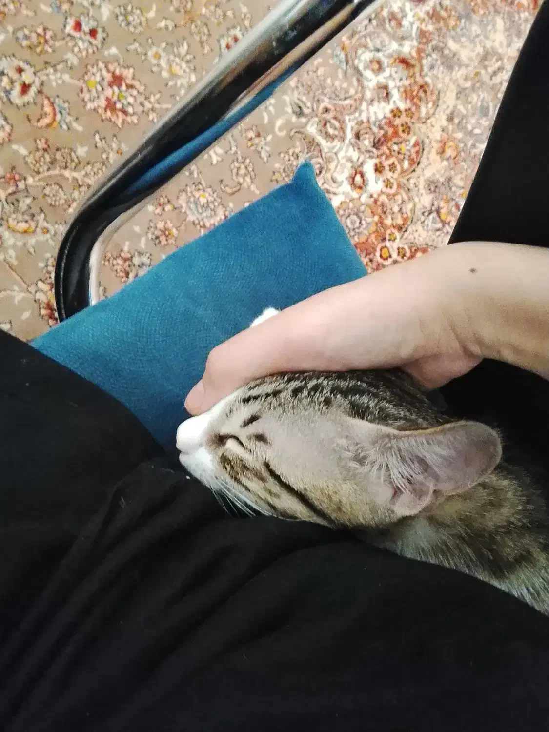 گربه خانگی واکسن زده شده شناسنامه دار|گربه|گنبد کاووس, |دیوار