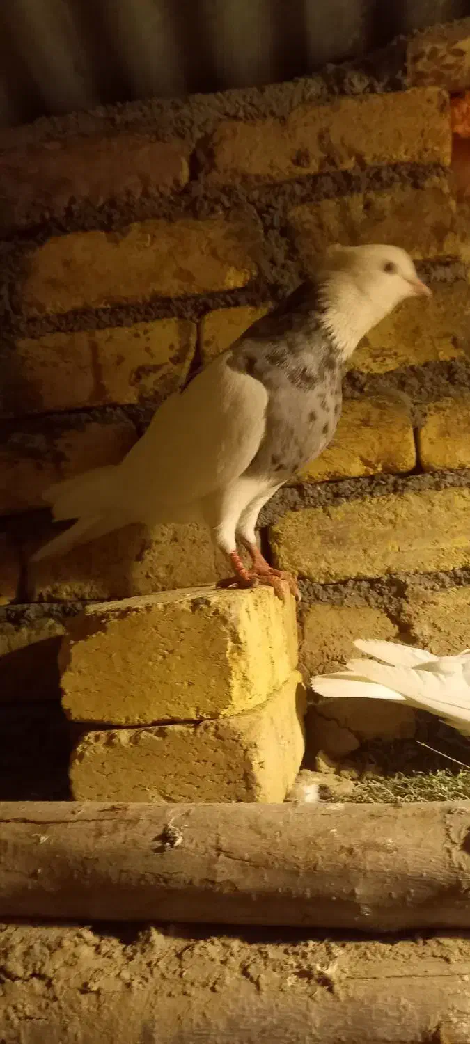 طوقی غریب گیر امشب|پرنده|کنگاور, |دیوار