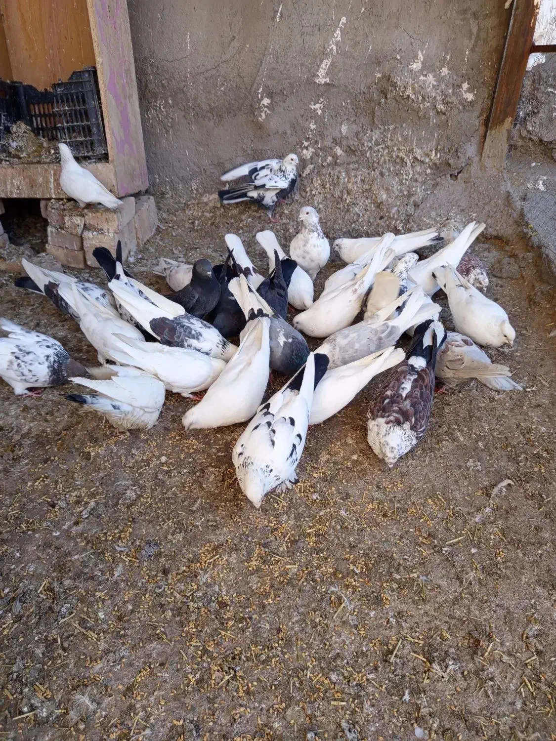 کبوترهایاصیلوخاص|پرنده|دشتک, |دیوار