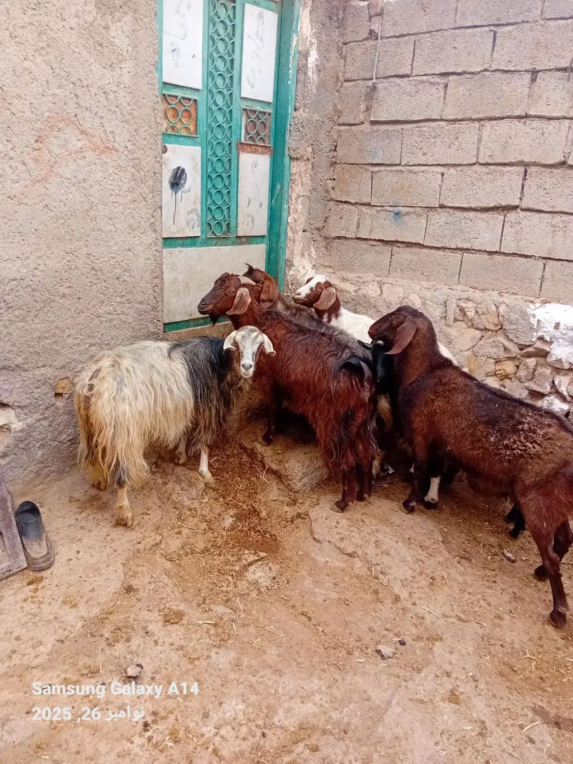 ۵عدد بز جوان بوغاز ویلینی برای نگه داشتن|حیوانات مزرعه|اردبیل, |دیوار