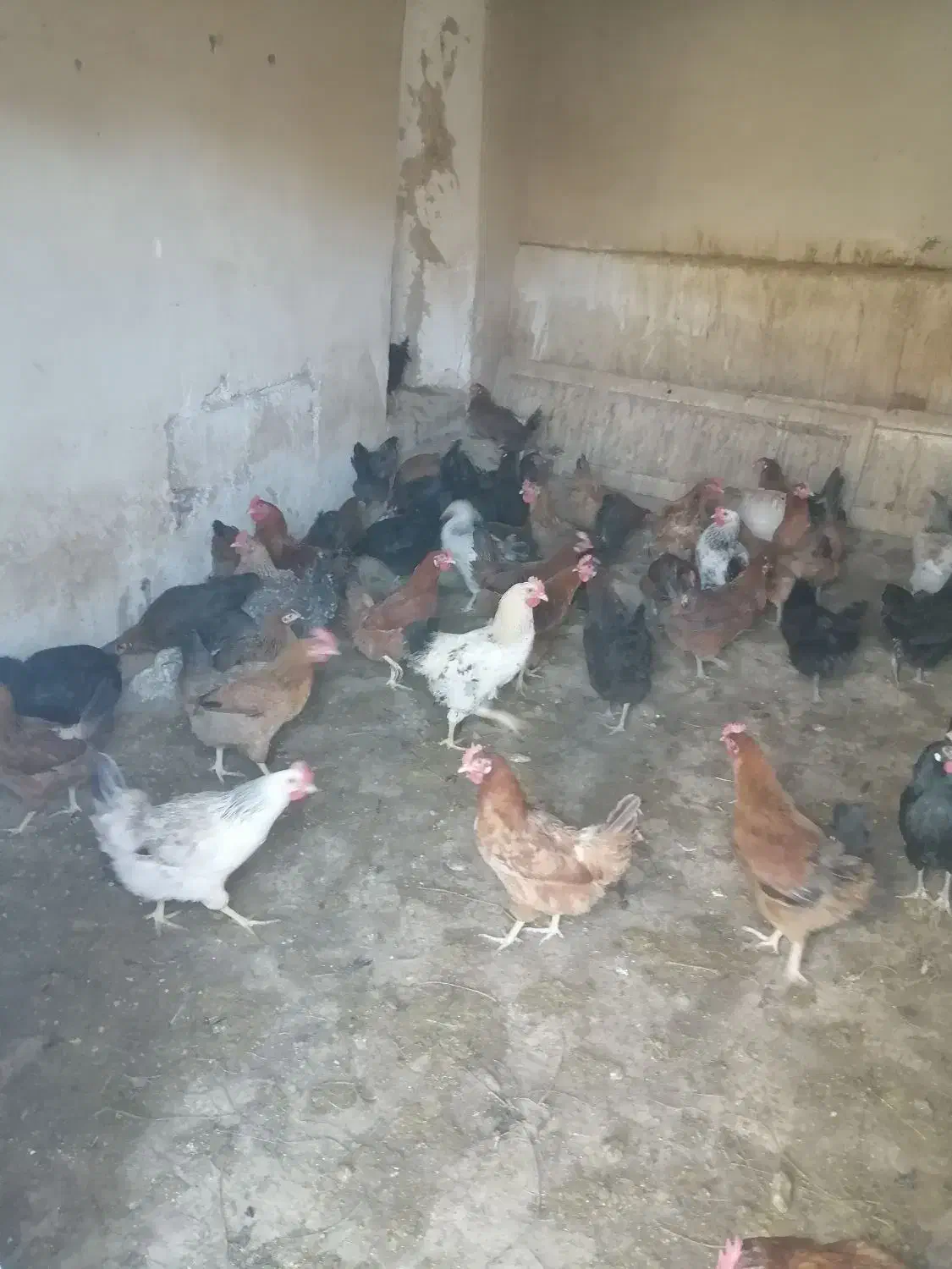 مرغ تخم گذار گلپایگان 9ماه جوان|حیوانات مزرعه|مهدی شهر, |دیوار