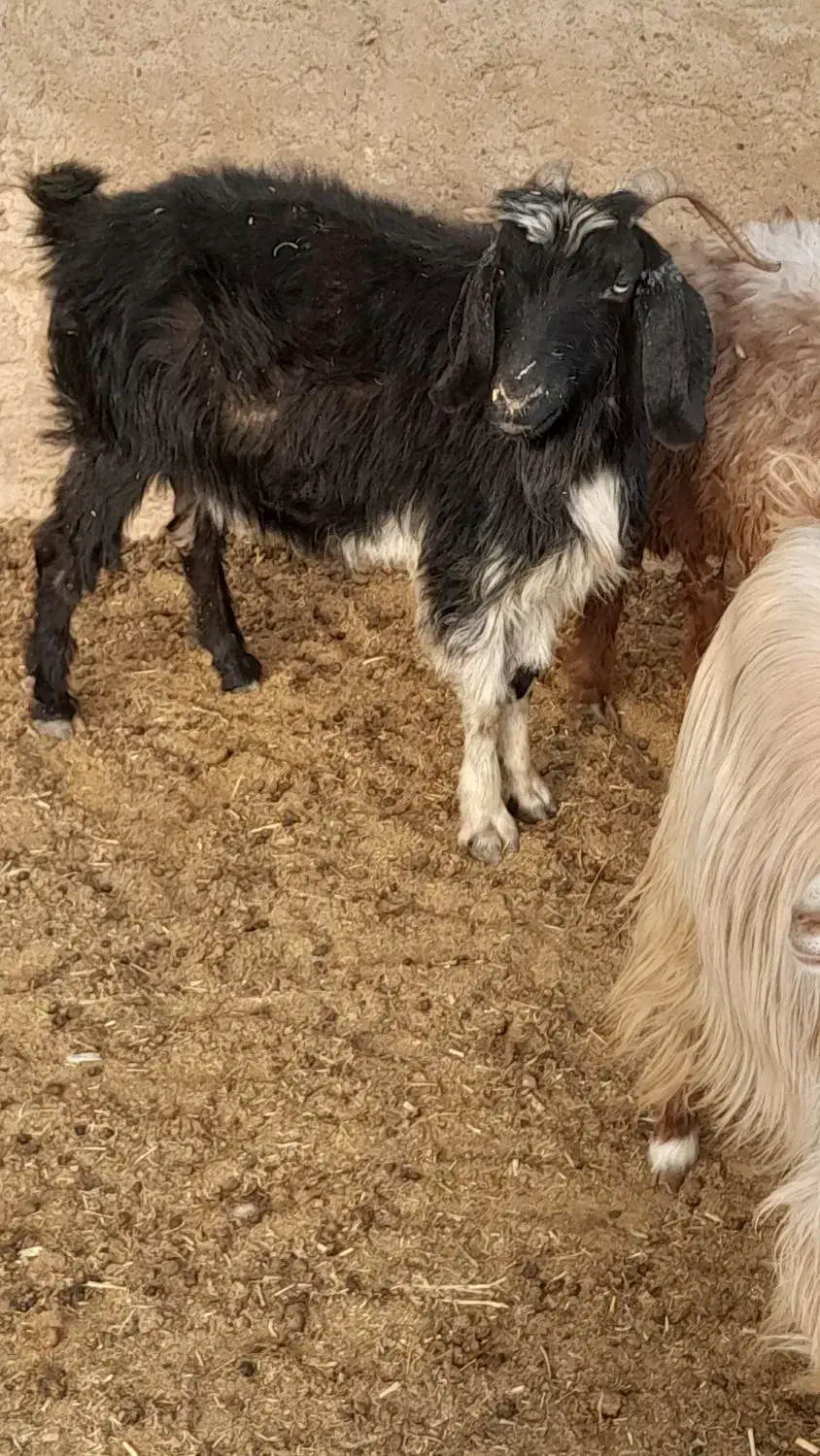 بز می ش بز رومایه|حیوانات مزرعه|مرودشت, ده بید|دیوار