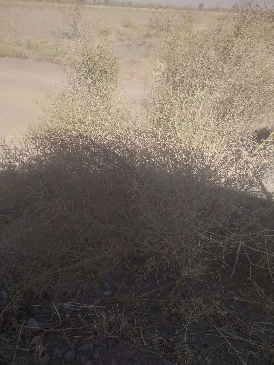 سلام کاه خار وشوره برای دامداری مناسب کیو ۱۱|عمدهفروشی|نیشابور, مازول|دیوار