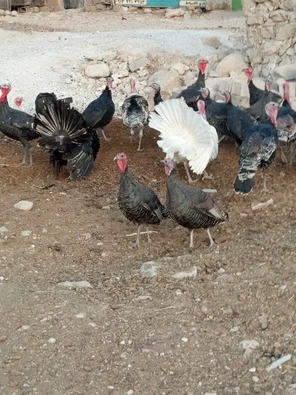 بوقلمون محلی سرحال|حیوانات مزرعه|دهدشت, |دیوار