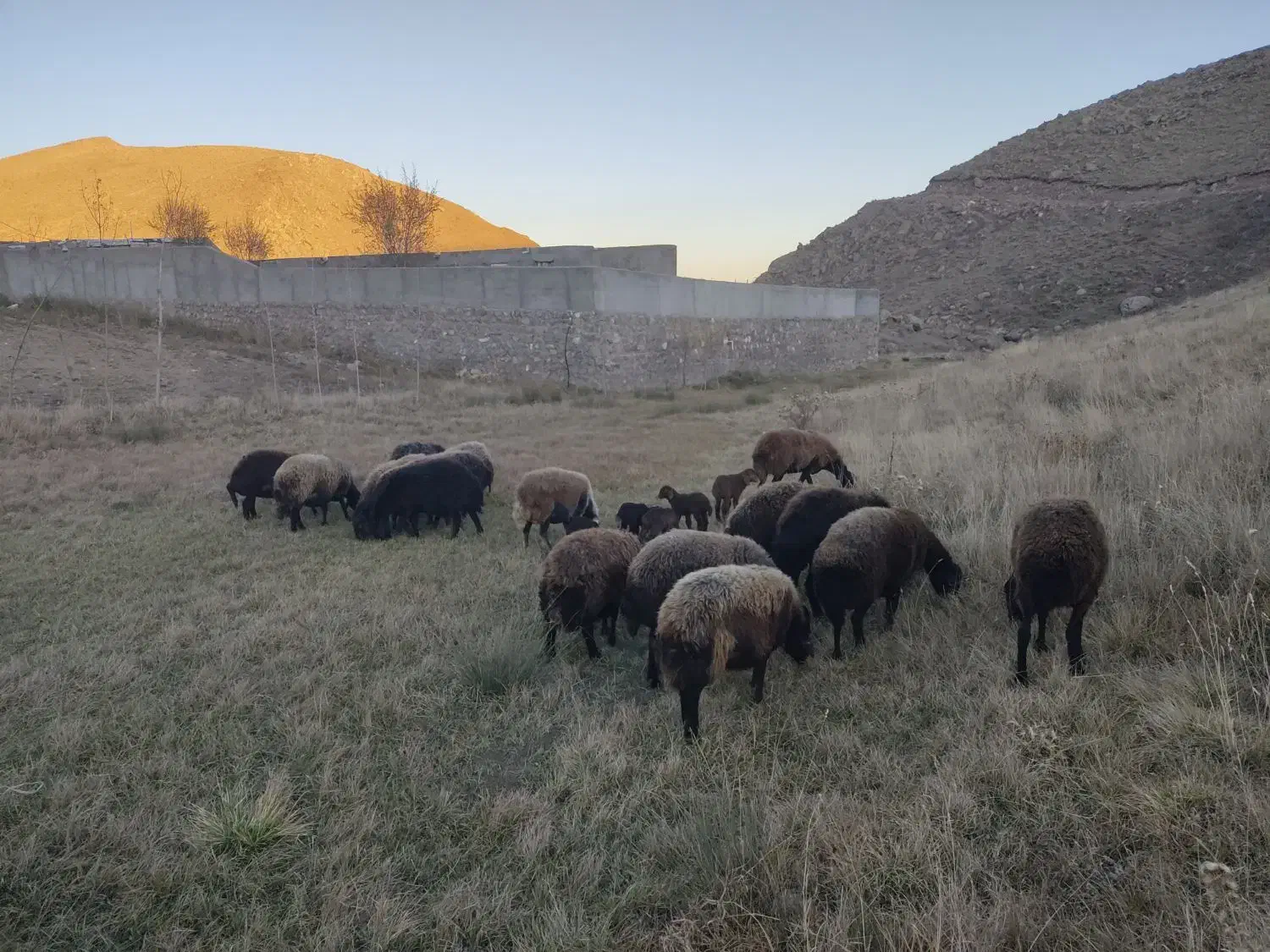 گوسفند دشتی و دامازدیخ|حیوانات مزرعه|سراب, |دیوار