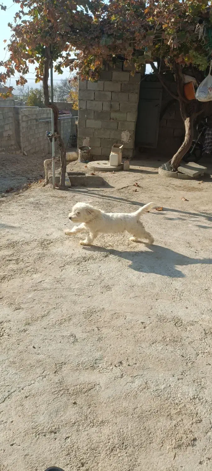 سگ پاکوتاه نژاد مالتیز|سگ|بجنورد, |دیوار