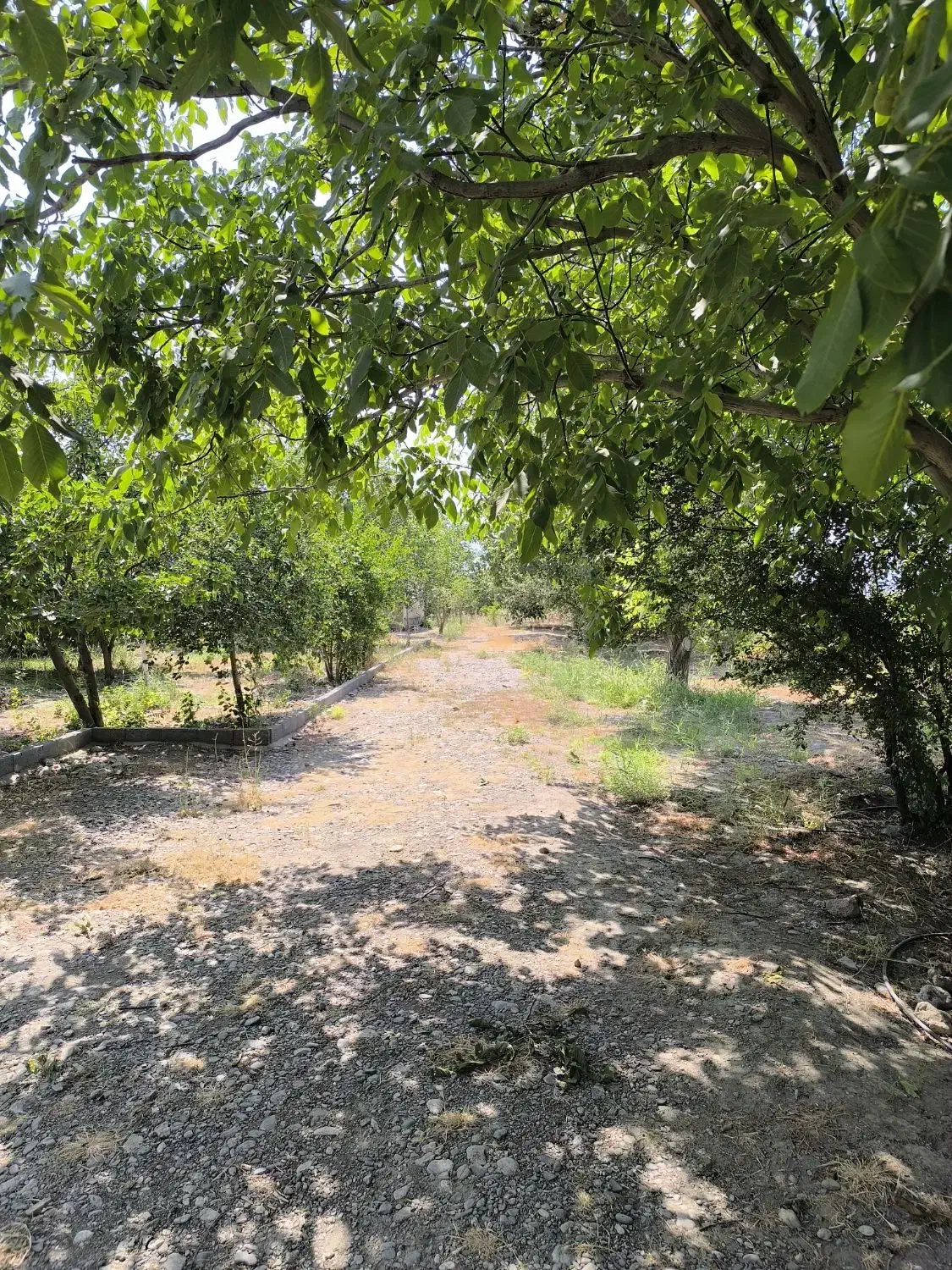 چوب رایگان برای پرچین دور باغ|خدمات باغبانی و درختکاری|صحنه, |دیوار