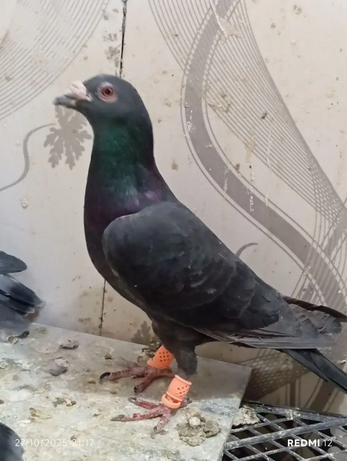 زاغ|پرنده|مه ولات, |دیوار