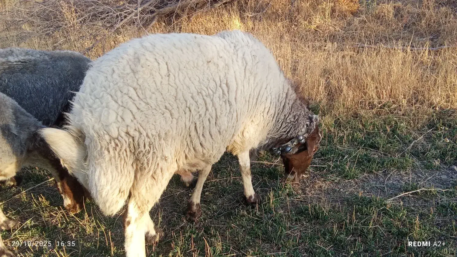 قوچ|حیوانات مزرعه|خمین, |دیوار