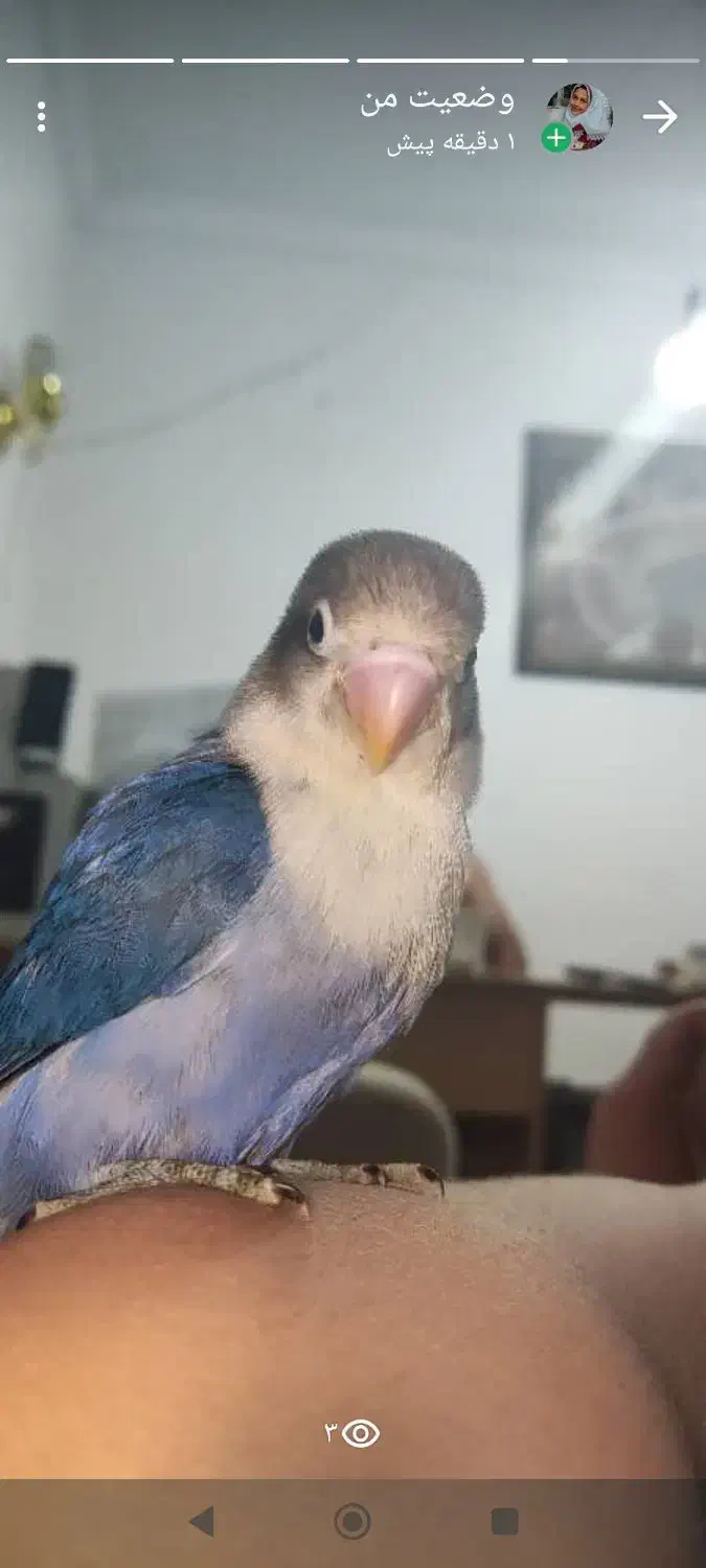 فروش. طوطی برزیلی دستی دستی و مرغ عشق|پرنده|جم, |دیوار