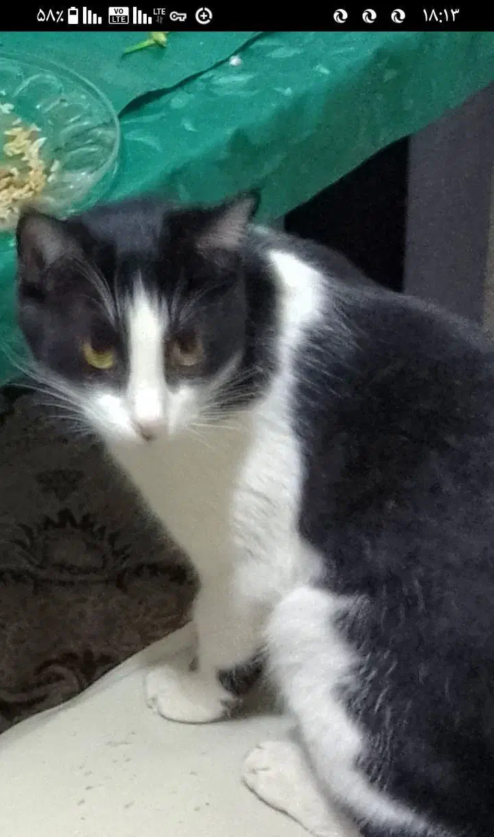 گمشده|حیوانات|کرمانشاه, |دیوار