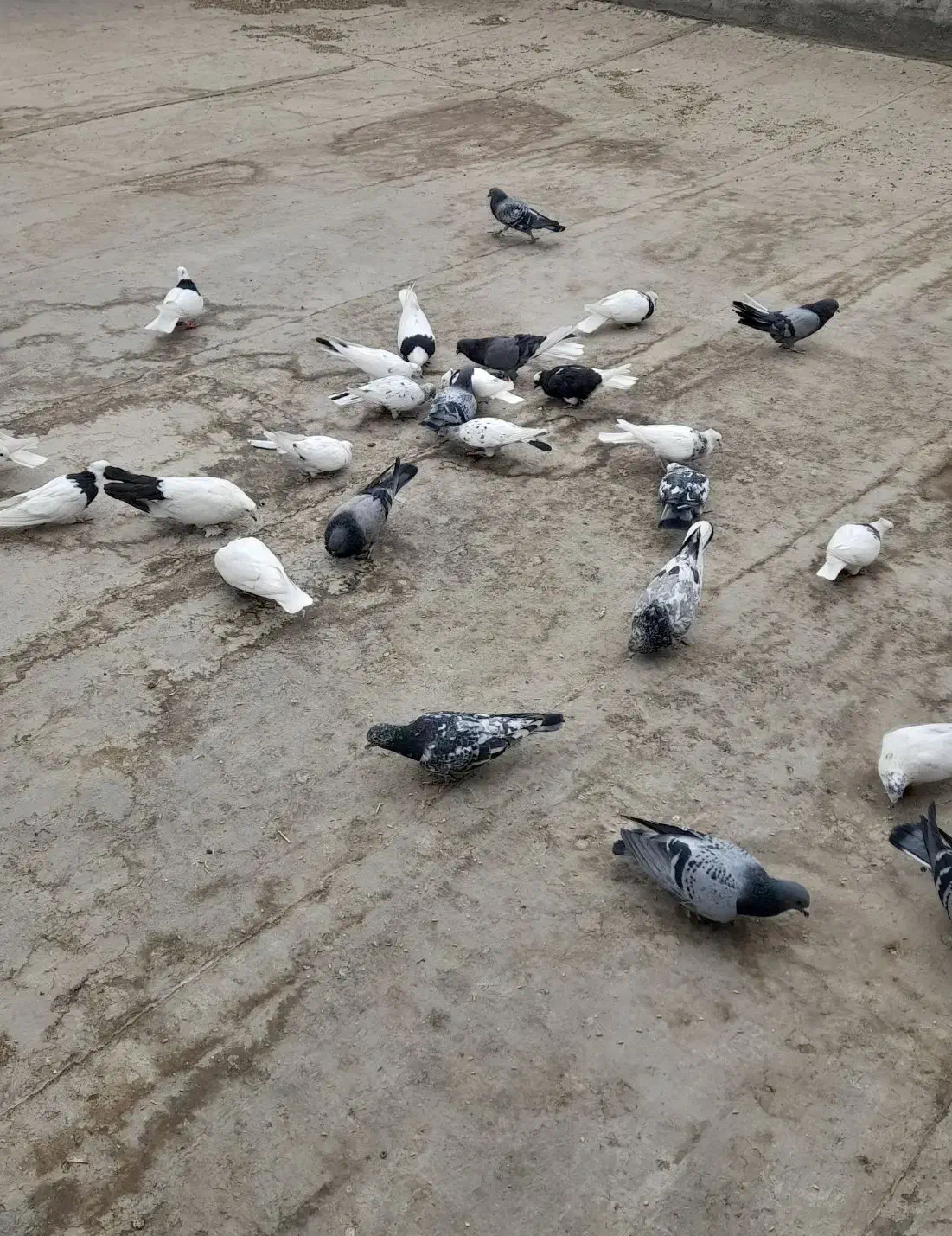 پرنده طوقی وا پلاکی|پرنده|شهرکرد, |دیوار