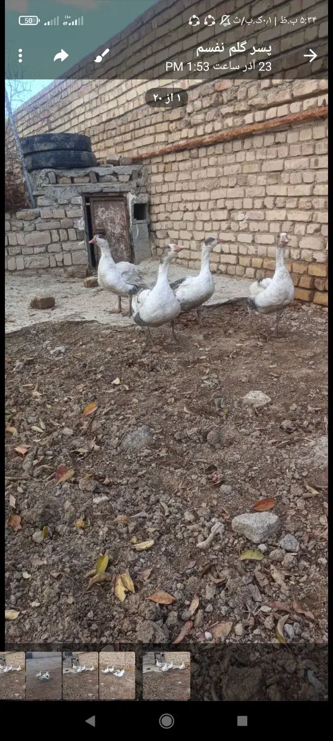 غاز|حیوانات مزرعه|تاکستان, |دیوار