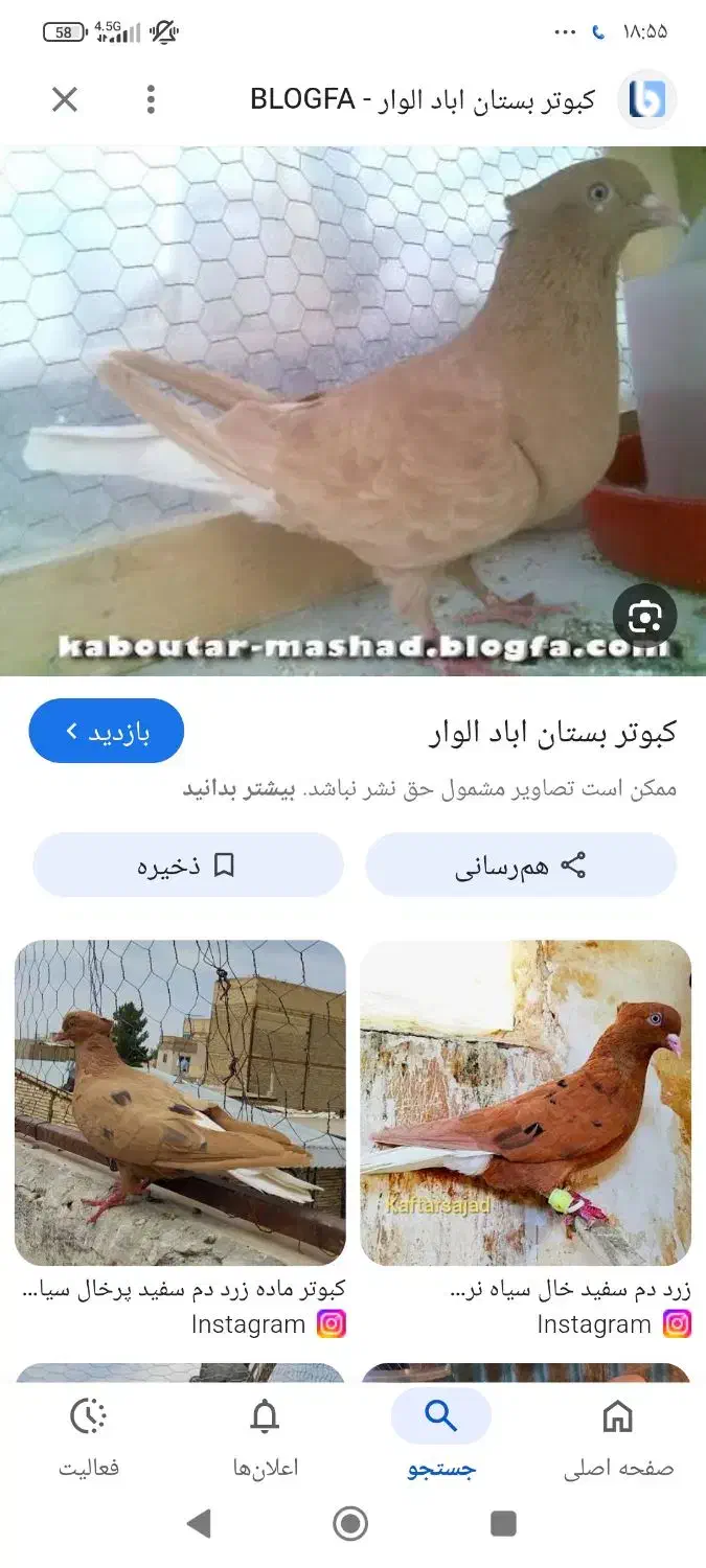 کبوتر فراری دادم|حیوانات|اردبیل, |دیوار