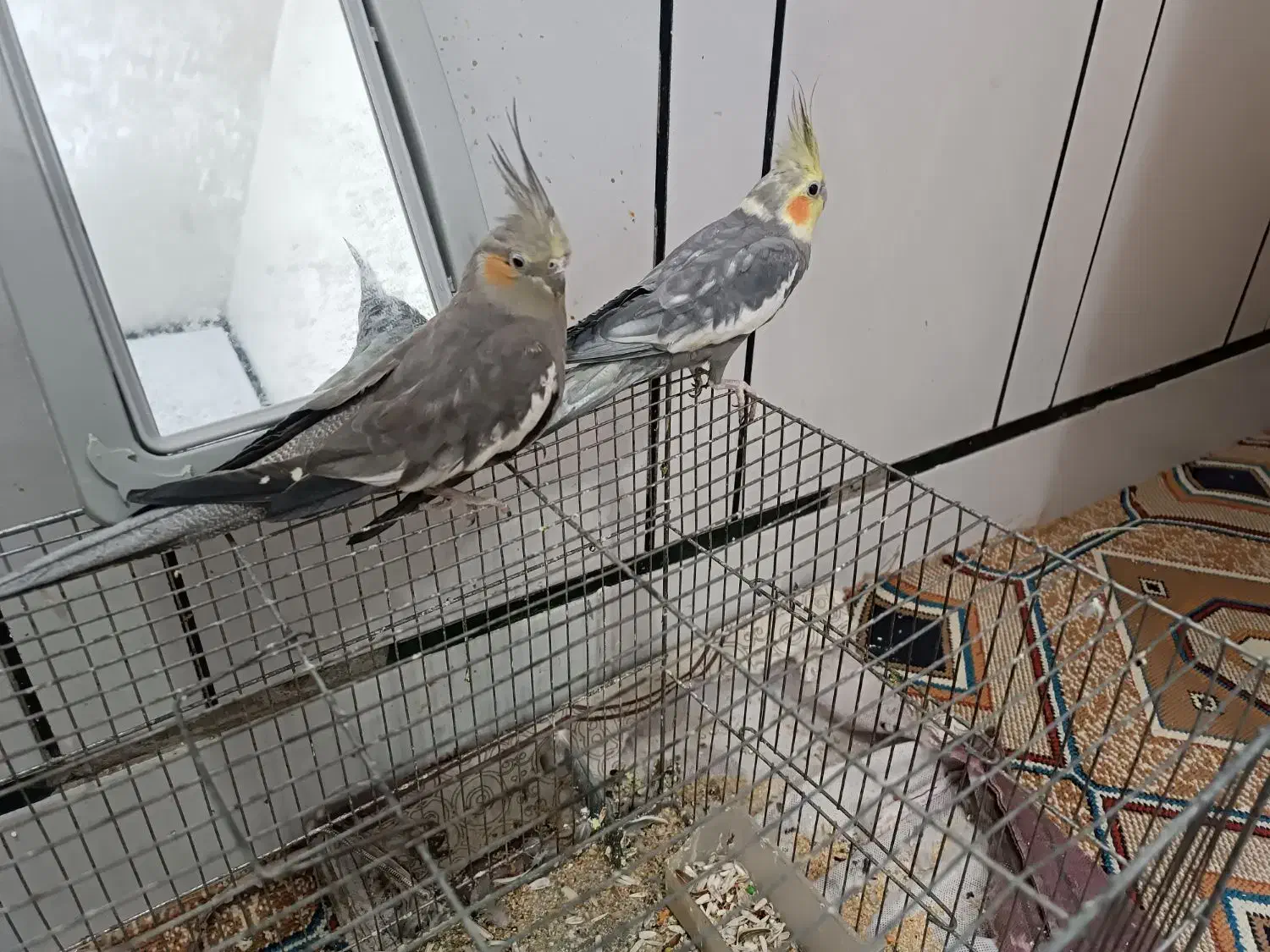 عروس هلندی|پرنده|دزفول, |دیوار